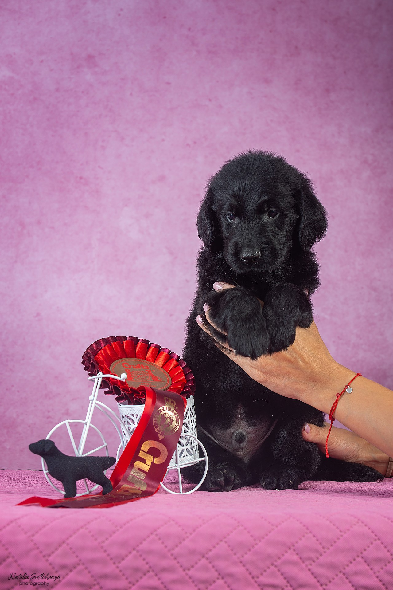 Прямошерстный ретривер (щенки). Фотограф-анималист Наталья Светличная