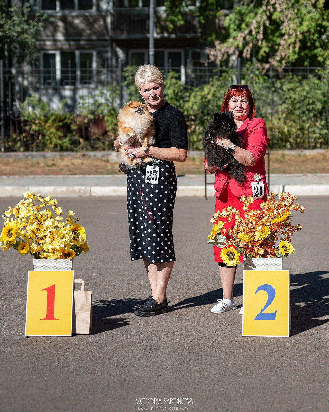 15 сентября 2024. Благовещенск. Монопородная выставка шпицев. Фотограф анималист Благовещенск. Сафонова Виктория