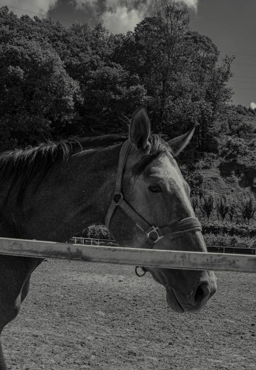 Фотосессия на конюшне в Сочи. Портфолио фотографа Анастасии Блохиной