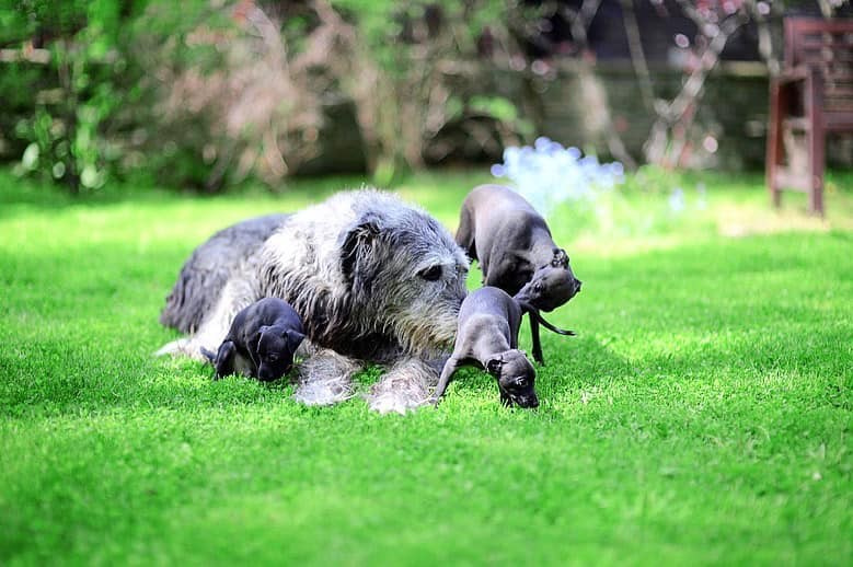 Asti Sapphire Esmeralda La Bella. Профессиональный питомник левреток РКФ/FCI ASTI SAPPHIRE 💎 Сочи|Санкт-Петербург