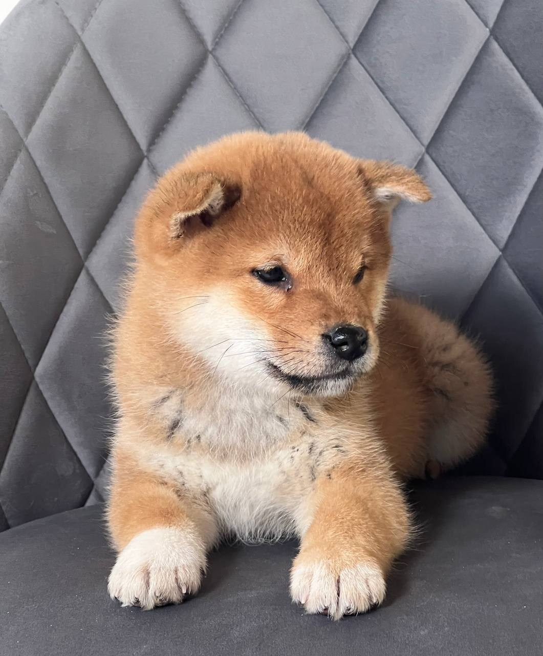 сиба питомник Рубилайт щенки на продажу rubylight  сиба щенки купить СПб Санкт-Петербург 