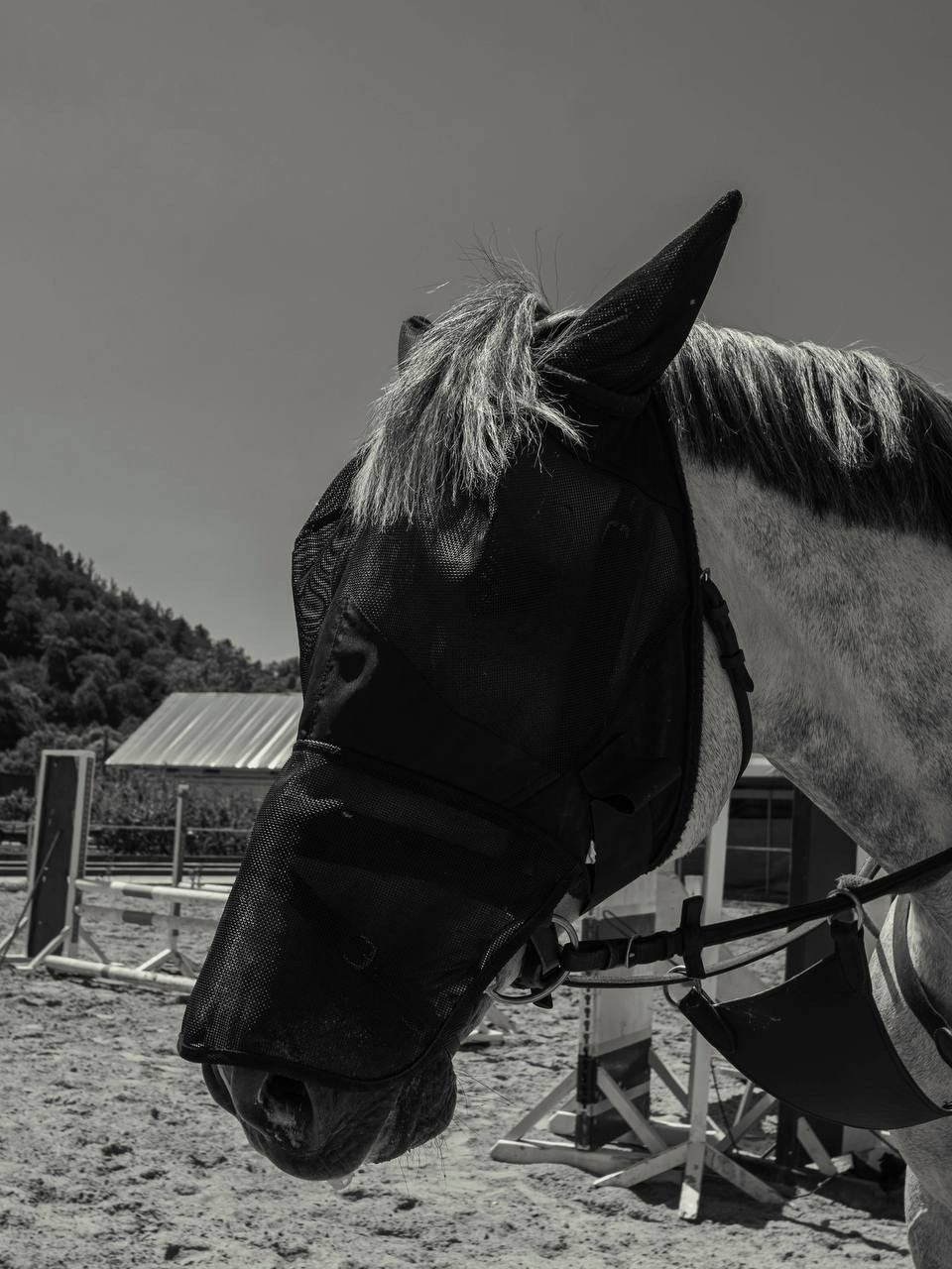 Фотосессия на конюшне в Сочи. Портфолио фотографа Анастасии Блохиной