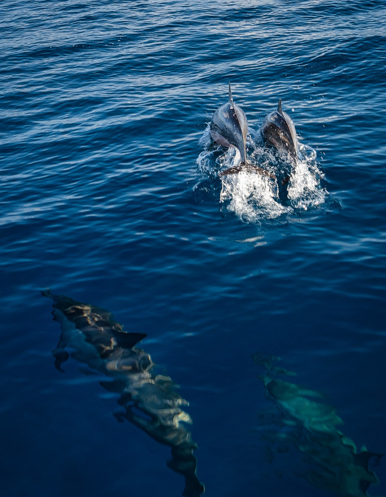Дельфины (Мальдивы). Фотограф Владимир Остапенко