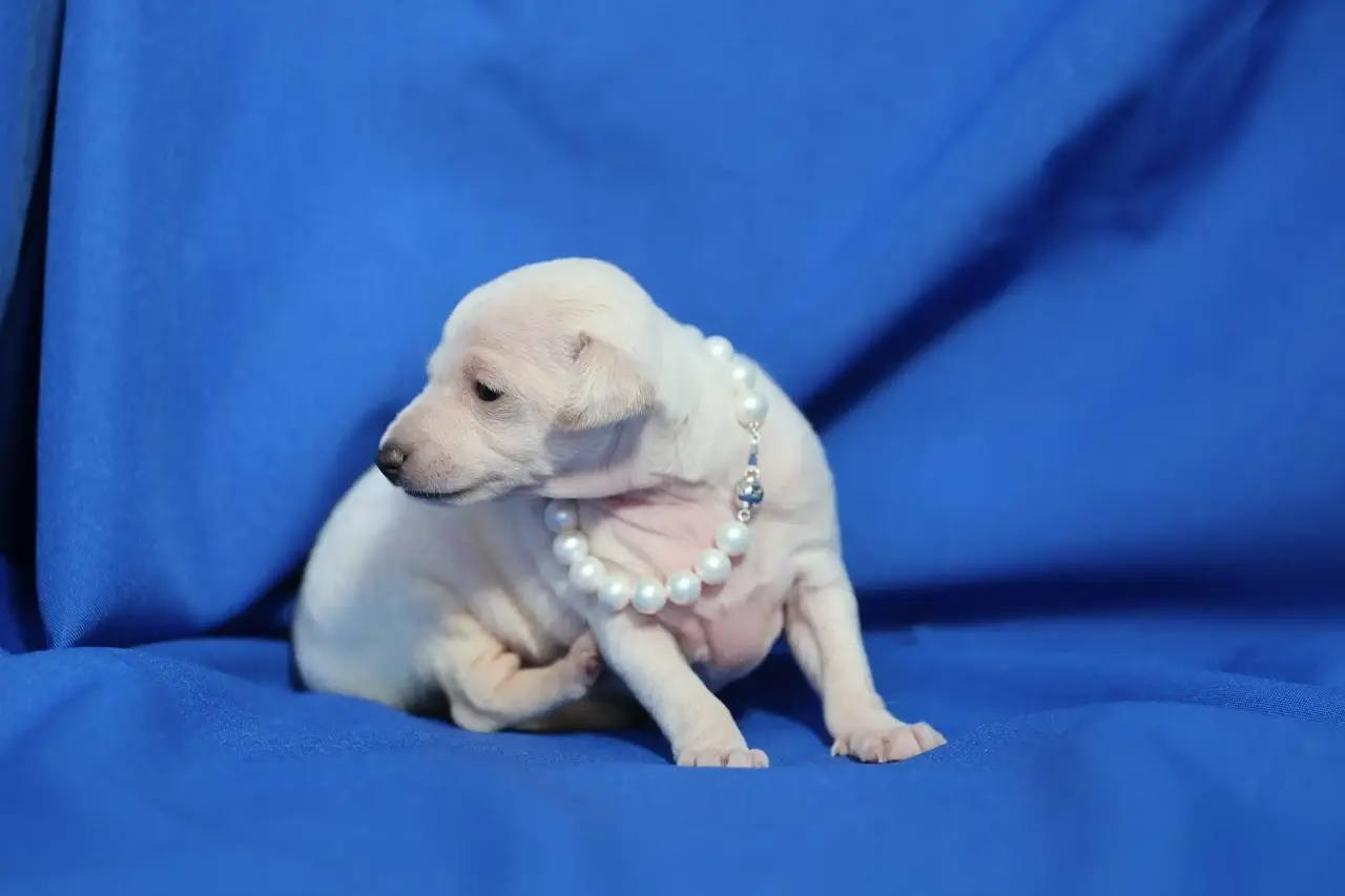 Белоснежные. Профессиональный питомник левреток РКФ/FCI ASTI SAPPHIRE 💎 Сочи|Санкт-Петербург