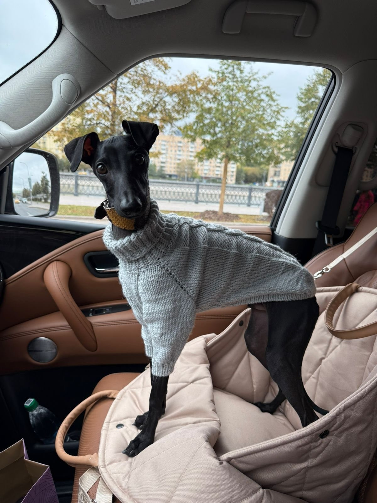 Профессиональный питомник левреток РКФ/FCI ASTI SAPPHIRE 💎 Сочи|Санкт-Петербург