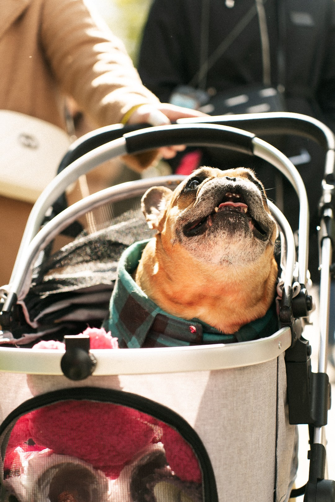 Парад Бульдогов. Axenov_eugene