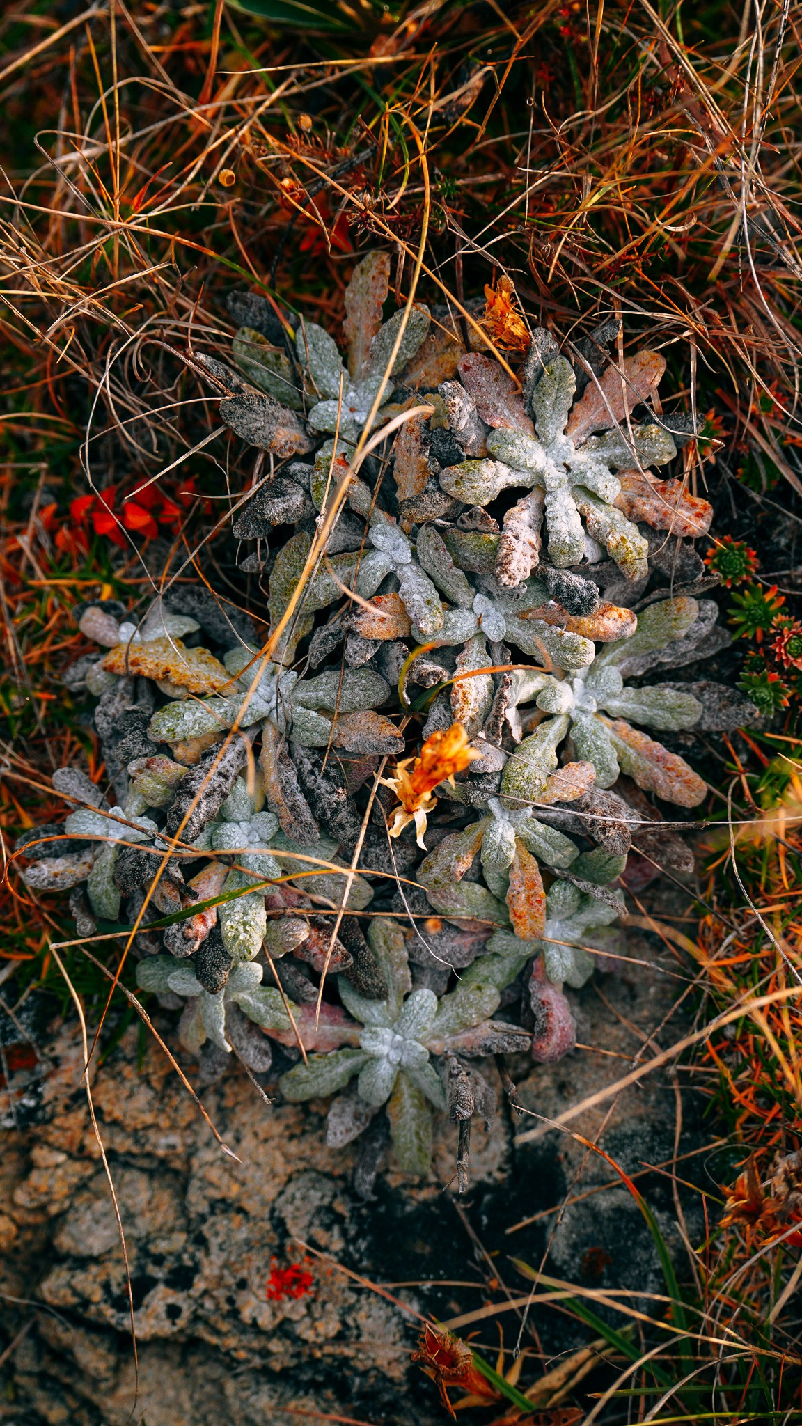 Дагестан 2023. Человек с фотокамерой