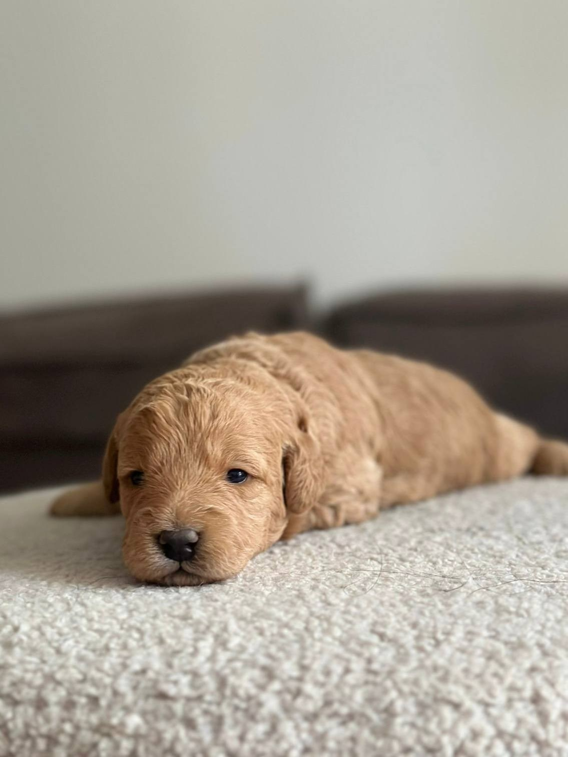 Щенки. Заводчик Labradoodle в Санкт-Петербурге — Костылева Ульяна