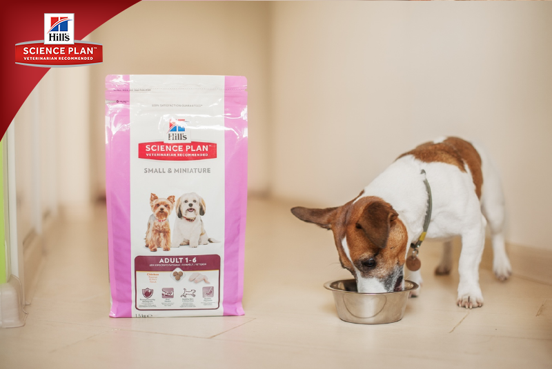 Фотосъёмка для компании Hill`s (2017, перенос со старого сайта). Фотограф собак, фотограф-анималист Аня Титова (Titanya). Москва