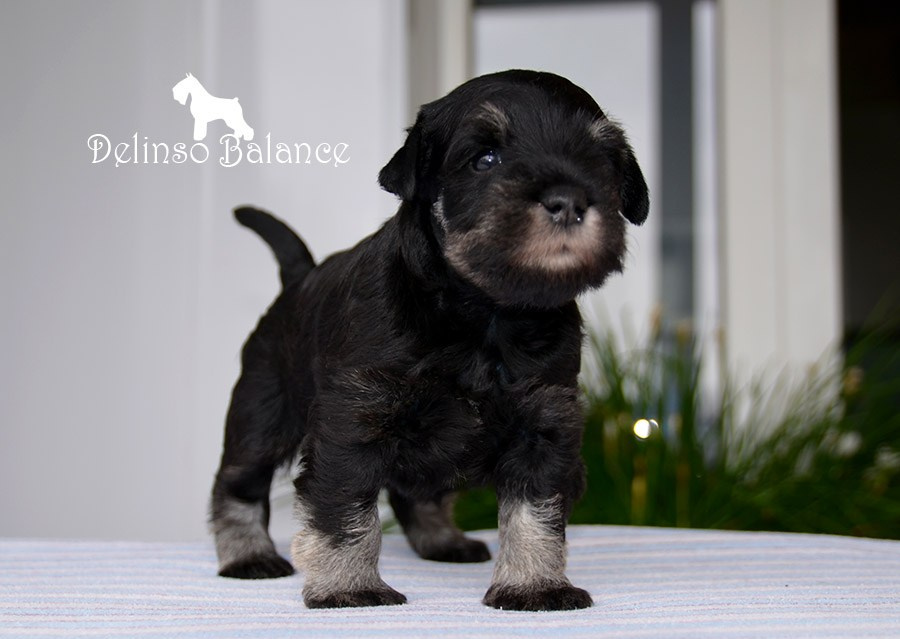 Litter «E». Питомник цвергшнауцеров в Беларуси «Делинсо Бэлэнс»