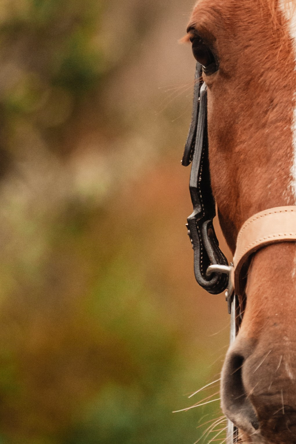 Лена и Рэджи. Фотограф-анималист Татьяна Степанова