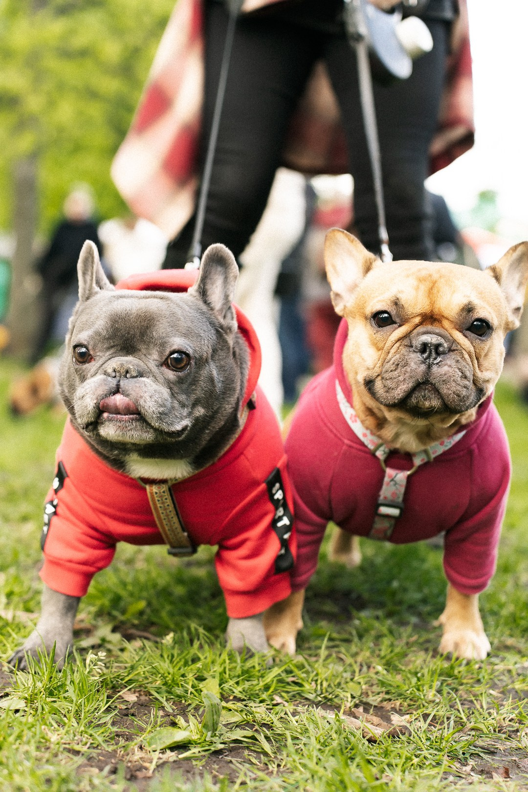 Парад Бульдогов. Axenov_eugene