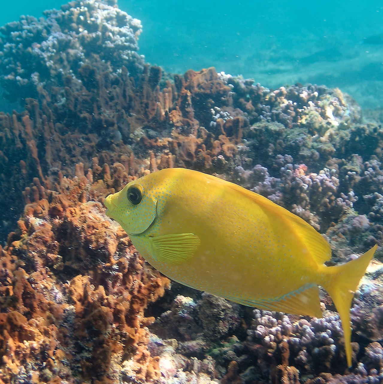 Мне посмотреть. Рыбов показываю