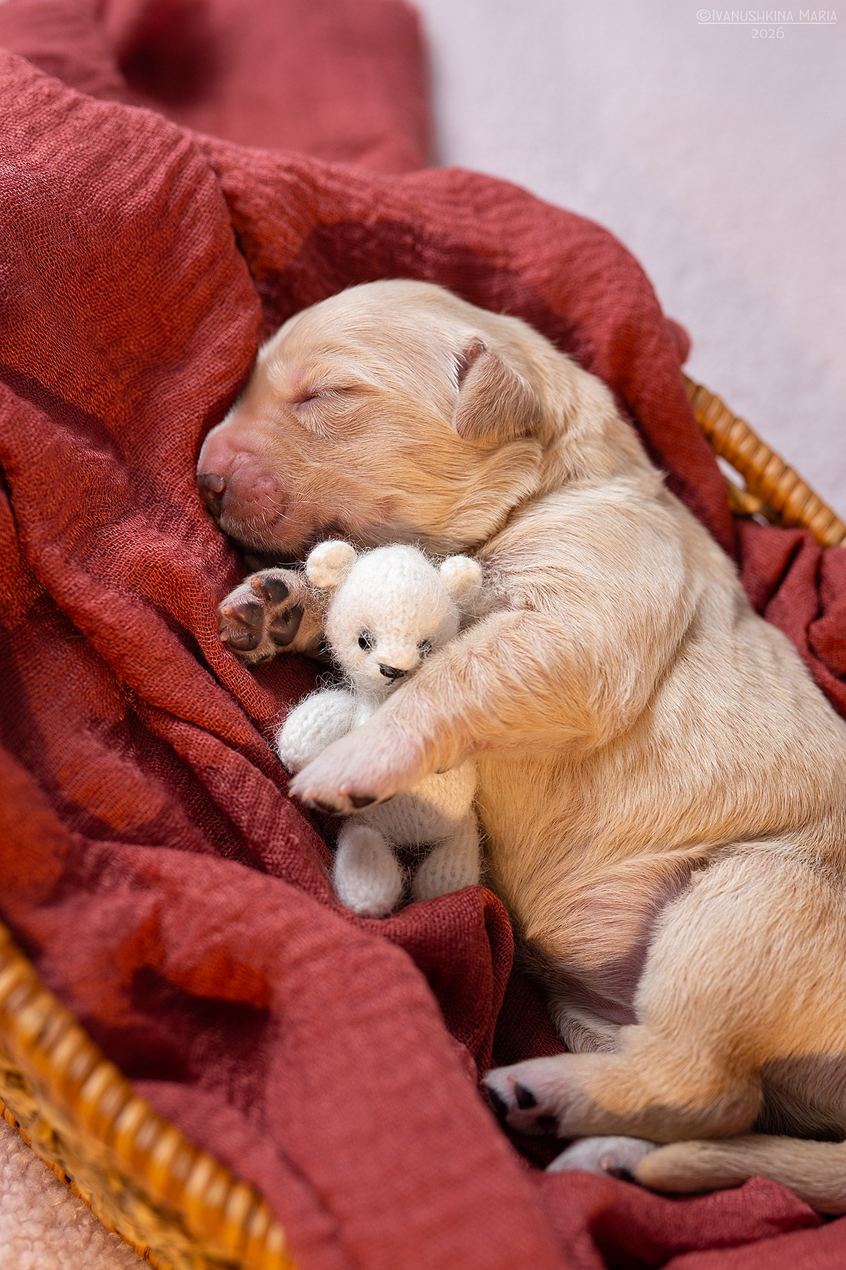 Ньюборн фотосессия щенков. Фотограф собак в Москве и Московской области Иванушкина Мария