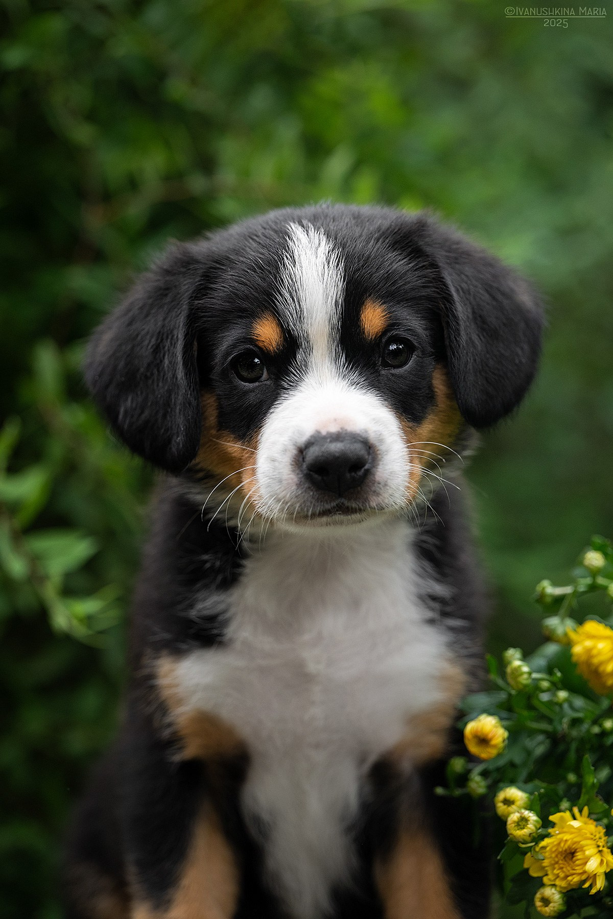Фотосессия щенков на продажу. Фотограф собак в Москве и Московской области Иванушкина Мария