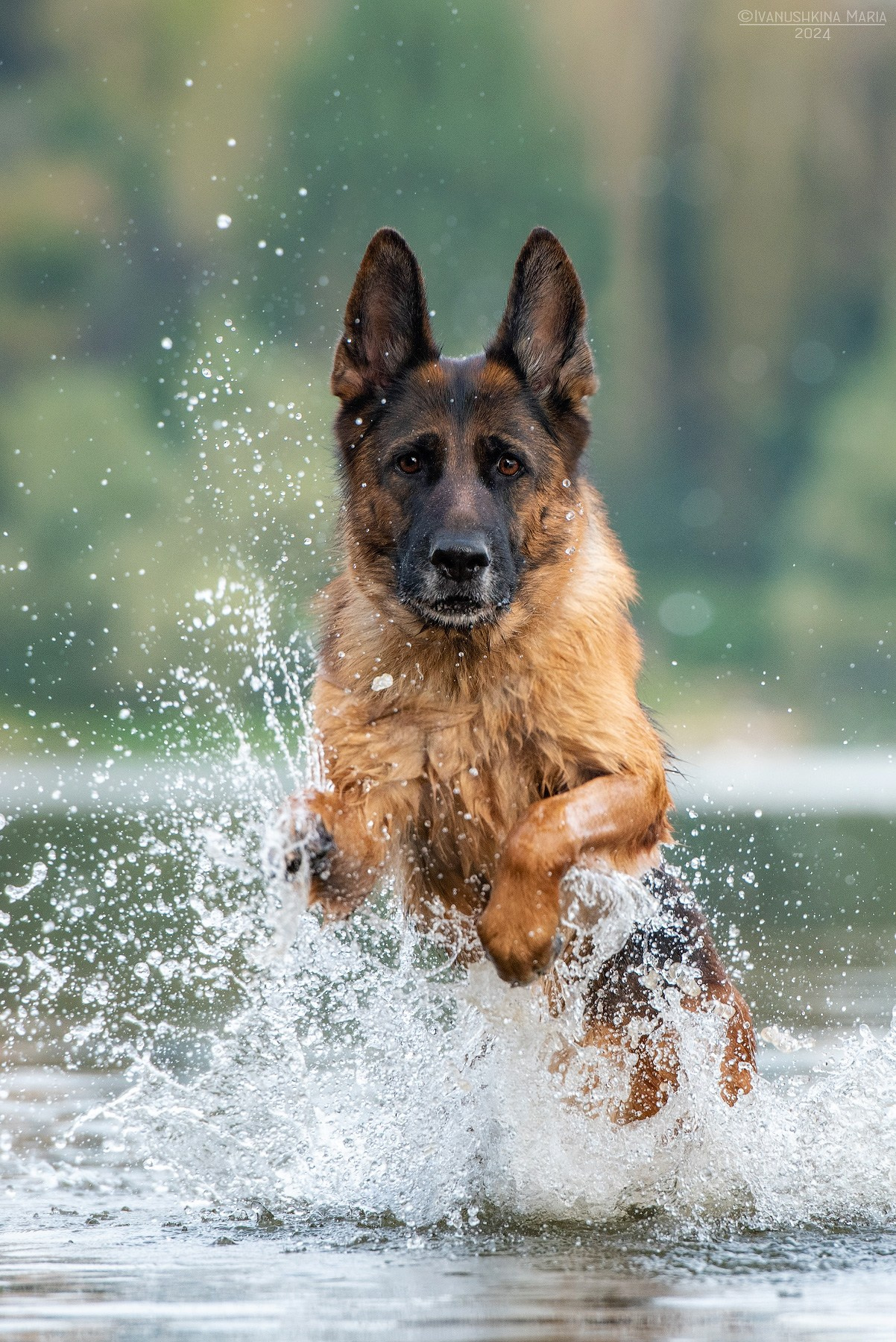 немецкая овчарка в воде