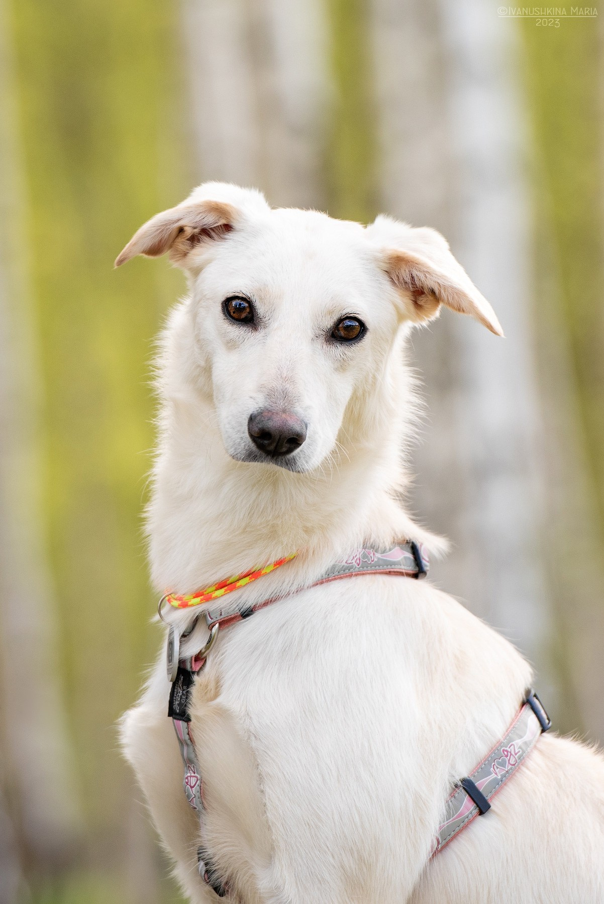 Пиарные фотосессии собак на пристройство. Фотограф собак в Москве и Московской области Иванушкина Мария