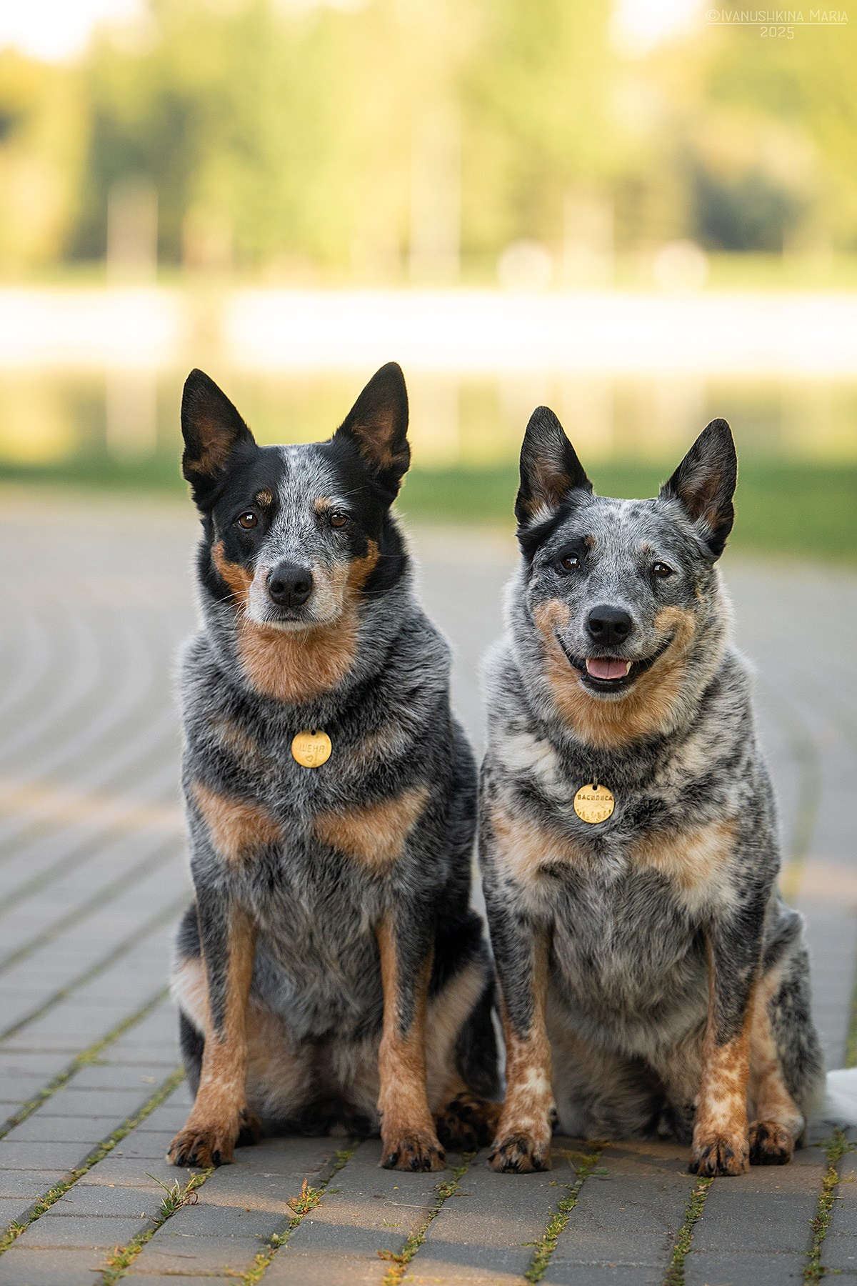 Фотограф-анималист. Фотограф собак в Москве и Московской области Иванушкина Мария