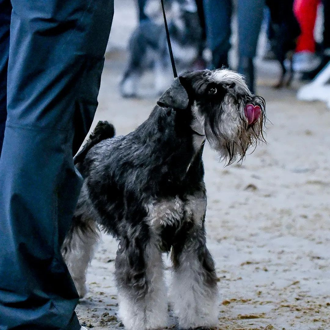 Изар/Delinso Balance Izar Tesoro. Питомник цвергшнауцеров в Беларуси «Делинсо Бэлэнс»