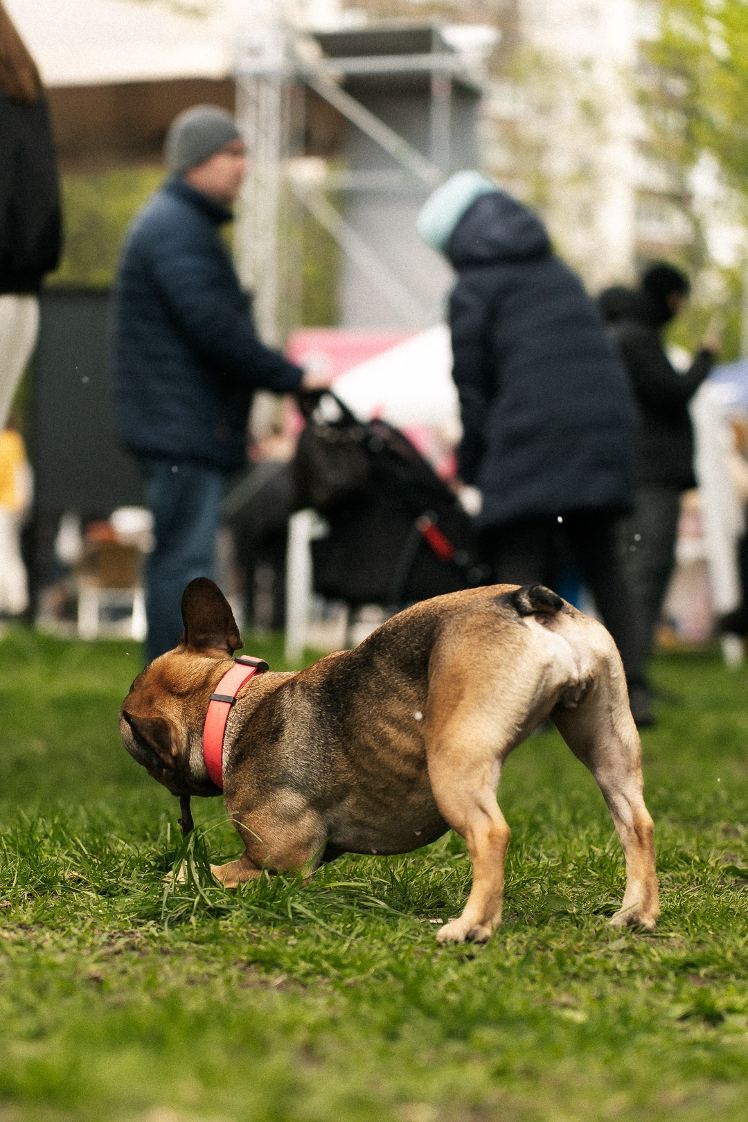 Парад Бульдогов. Axenov_eugene