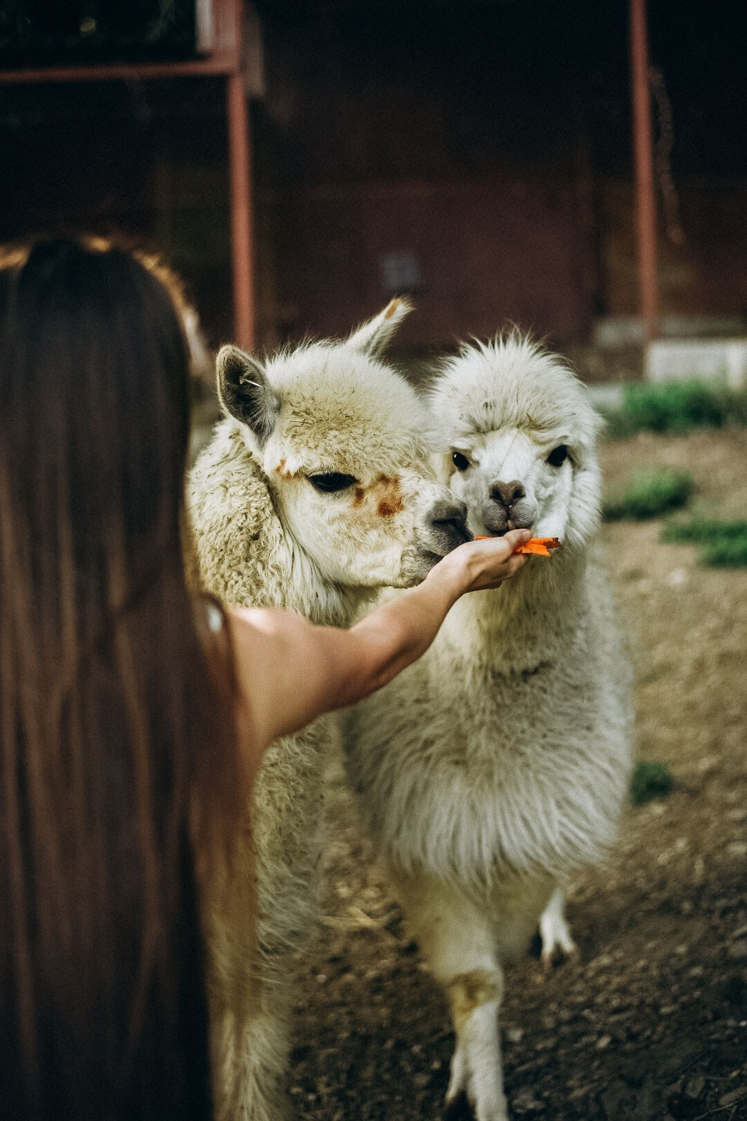 Эко-парк Каткова. Фотограф в Сочи — Маргарита Поганова