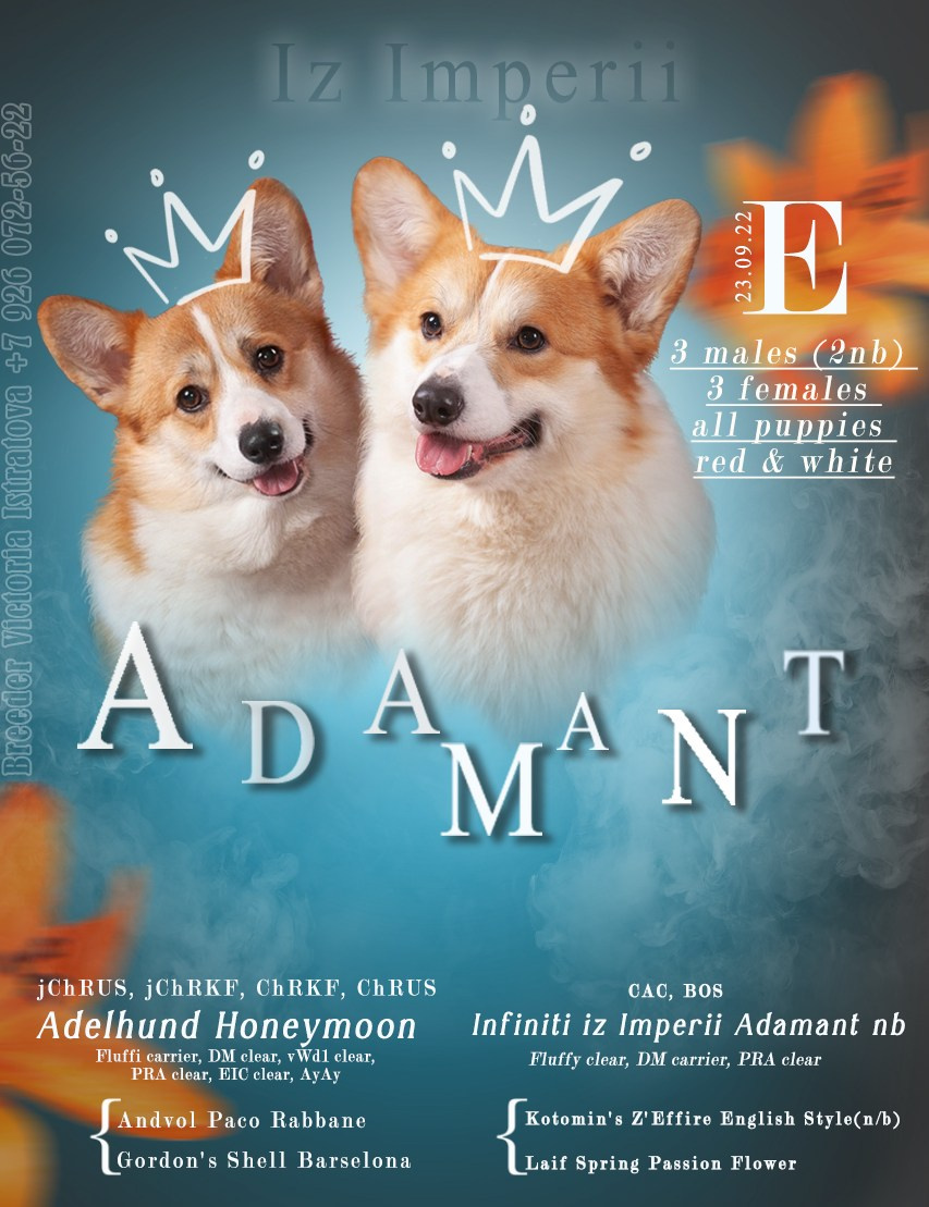 Презентации. Фотограф — анималист в Туле Юлия Лето