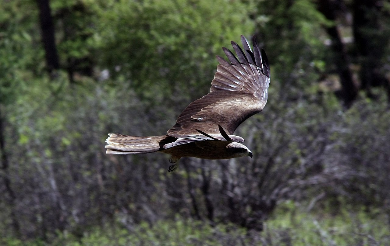 Тыва. ZAGLADIN Bureau