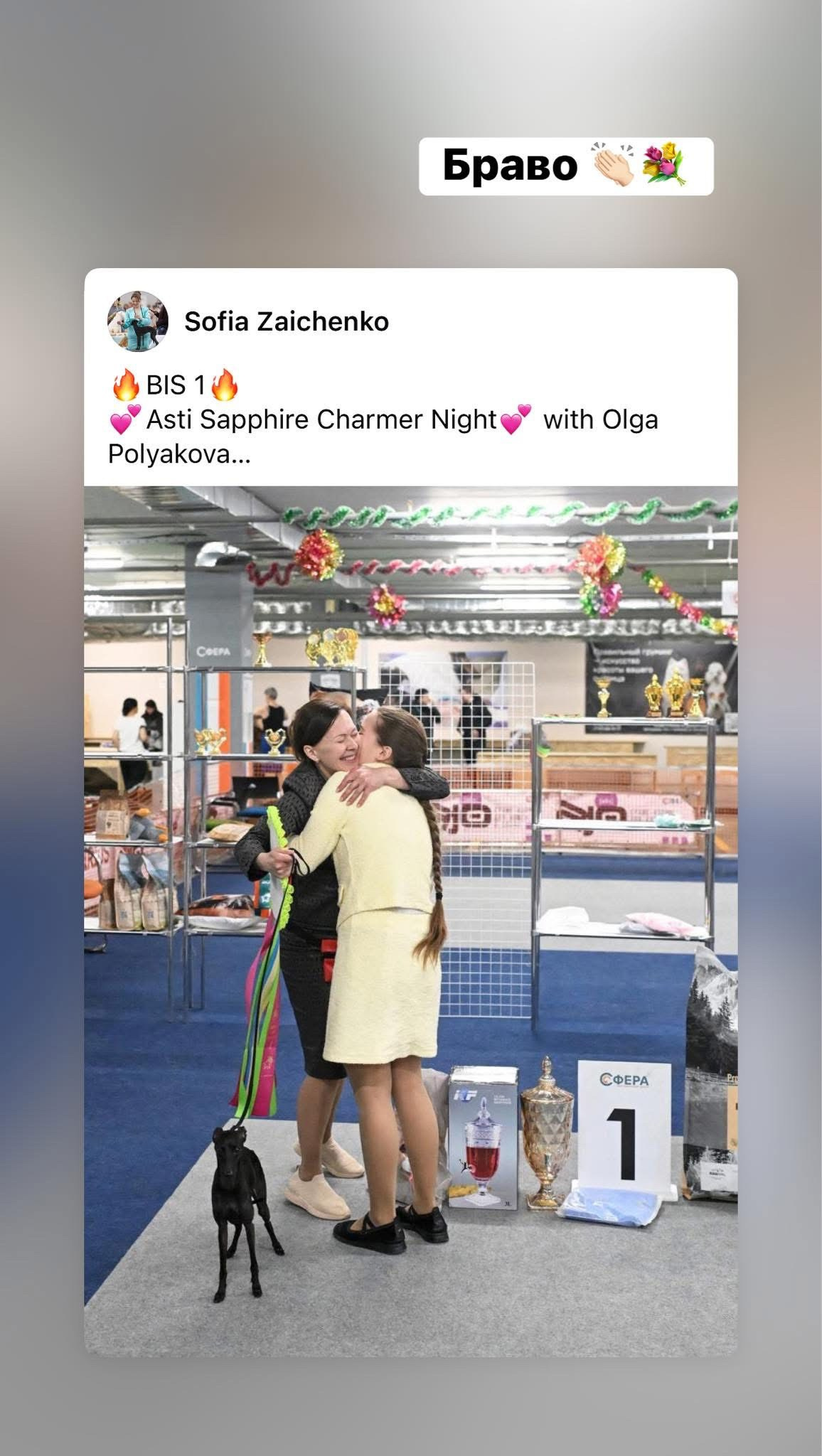 Несравненная Чара. Профессиональный питомник левреток РКФ/FCI ASTI SAPPHIRE 💎 Сочи|Санкт-Петербург