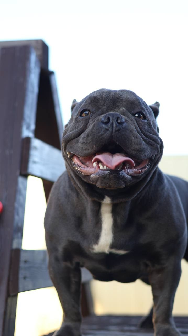 Купить Булли Ульяновск, Купить Американского Булли Ульяновск, Американский Булли Ульяновск, Купить щенка Булли Ульяновск,  Питомник Американских булли Ульяновск, 