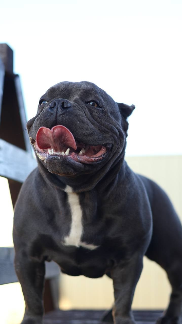 Купить Булли Казань, Купить Американского Булли Казань, Американский Булли Казань, Купить щенка Булли Казань,  Питомник Американских булли Казань, 