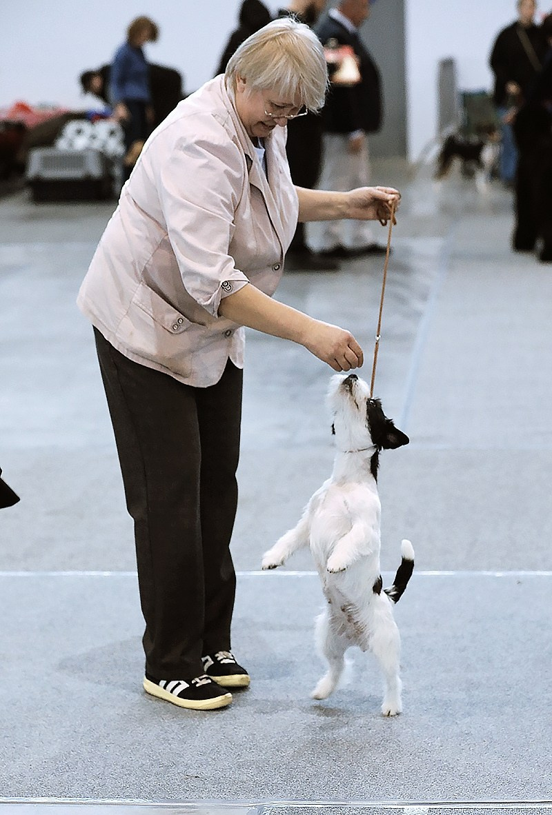 22-23.11.2025 Екатеринбург ЧРКФ/ОС. Щенки джек рассел терьера, питомник РКФ, питомник джек рассел терьеров, питомник Порт Фортис, kennel PORT FORTIS