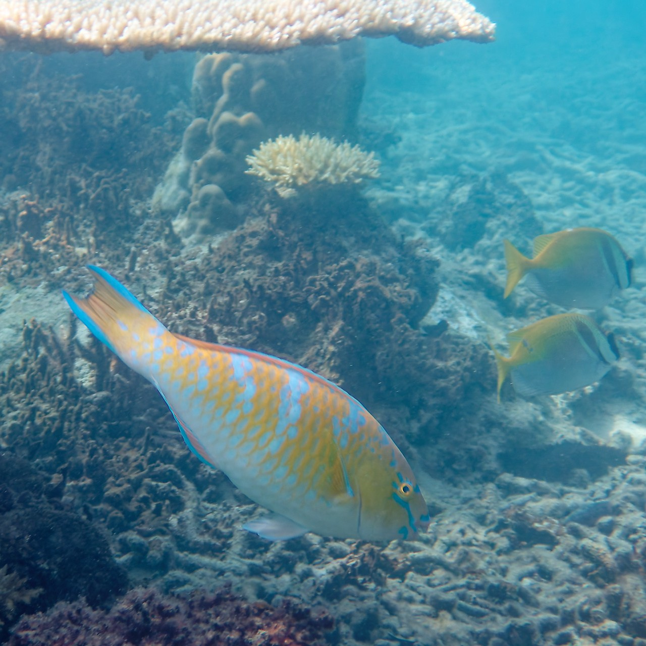 Мне посмотреть. Рыбов показываю