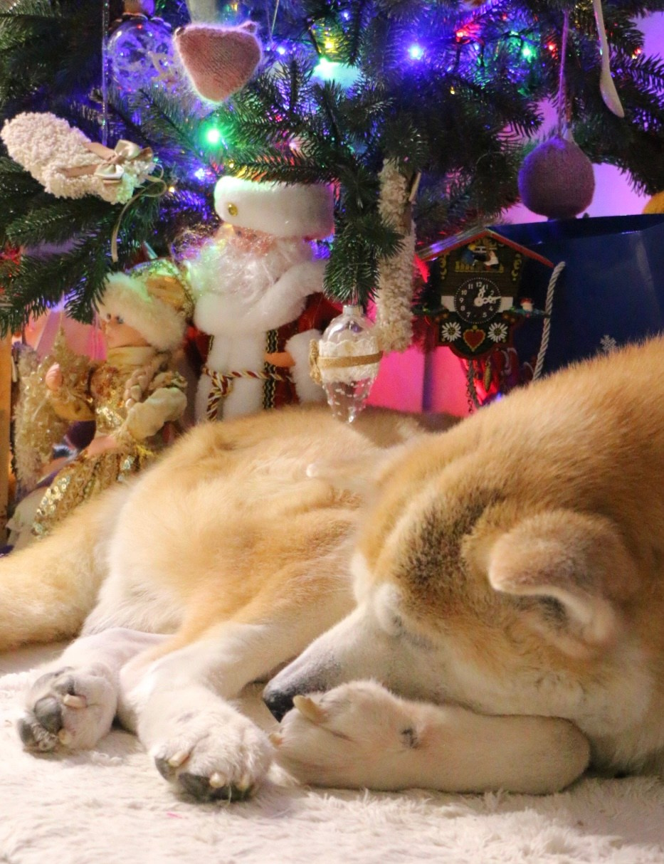 Новогоднее настроение. Семейный и детский фотограф в Ялте Ольга Солерина