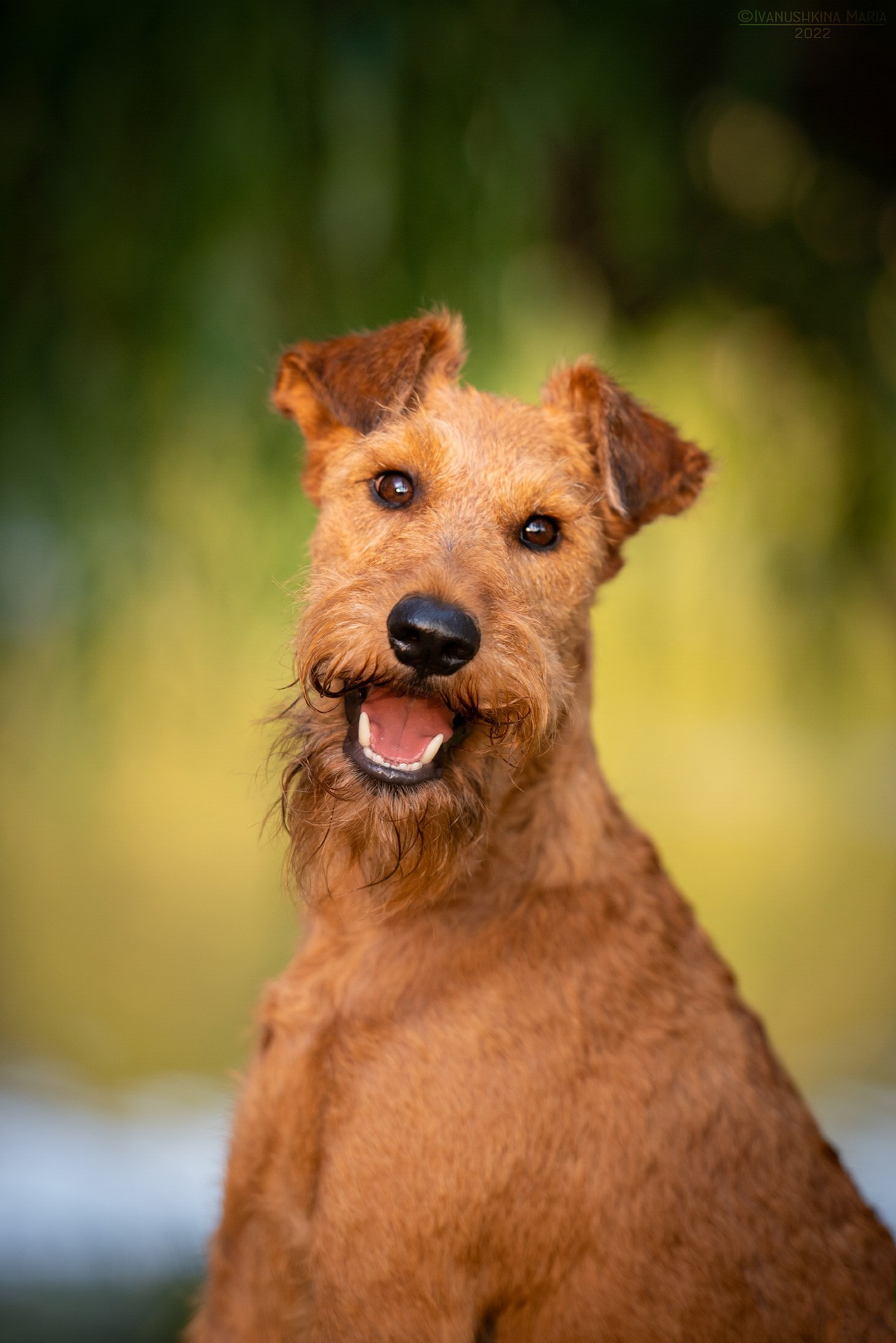 ирландский терьер