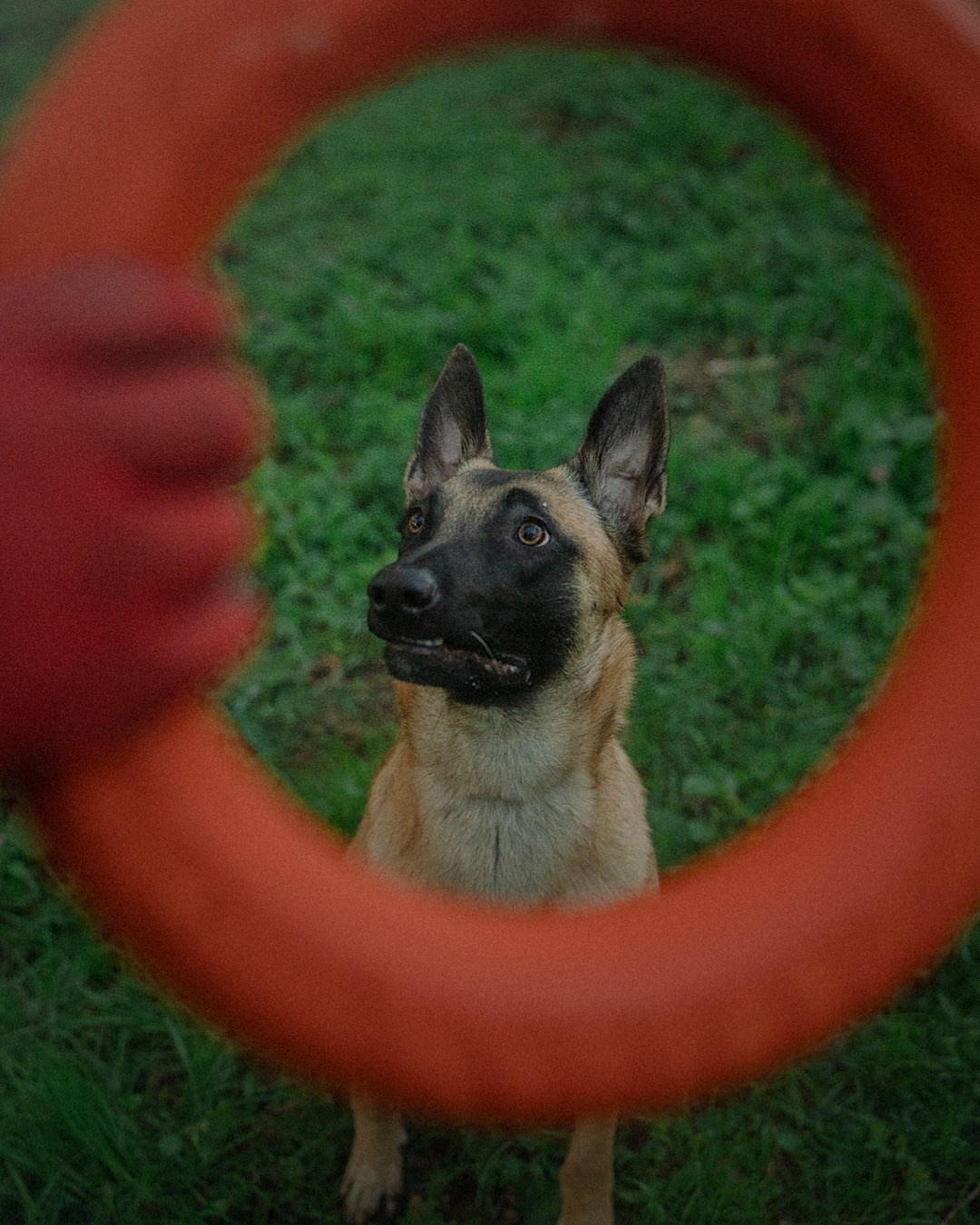 Наталья, Сергей и Уна. Фотограф анималист в Москве и Санкт-Петербурге Свиридова Анна