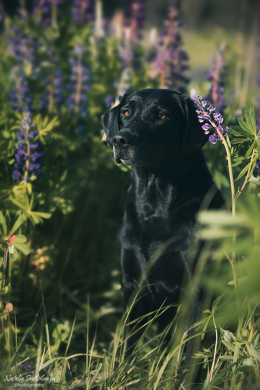 Лабрадоры в люпинах. Фотограф-анималист Наталья Светличная