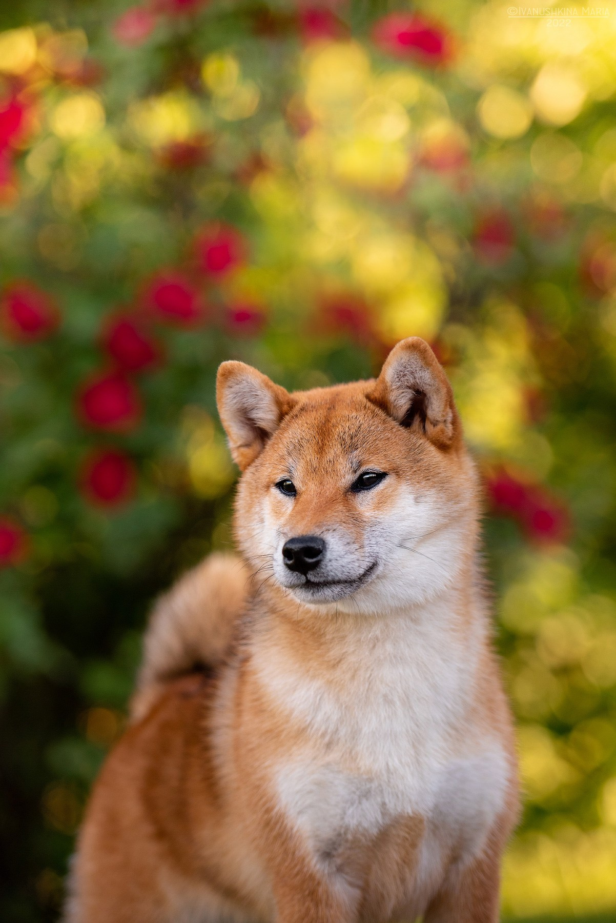 Экстерьерная фотосессия собаки. Фотограф собак в Москве и Московской области Иванушкина Мария