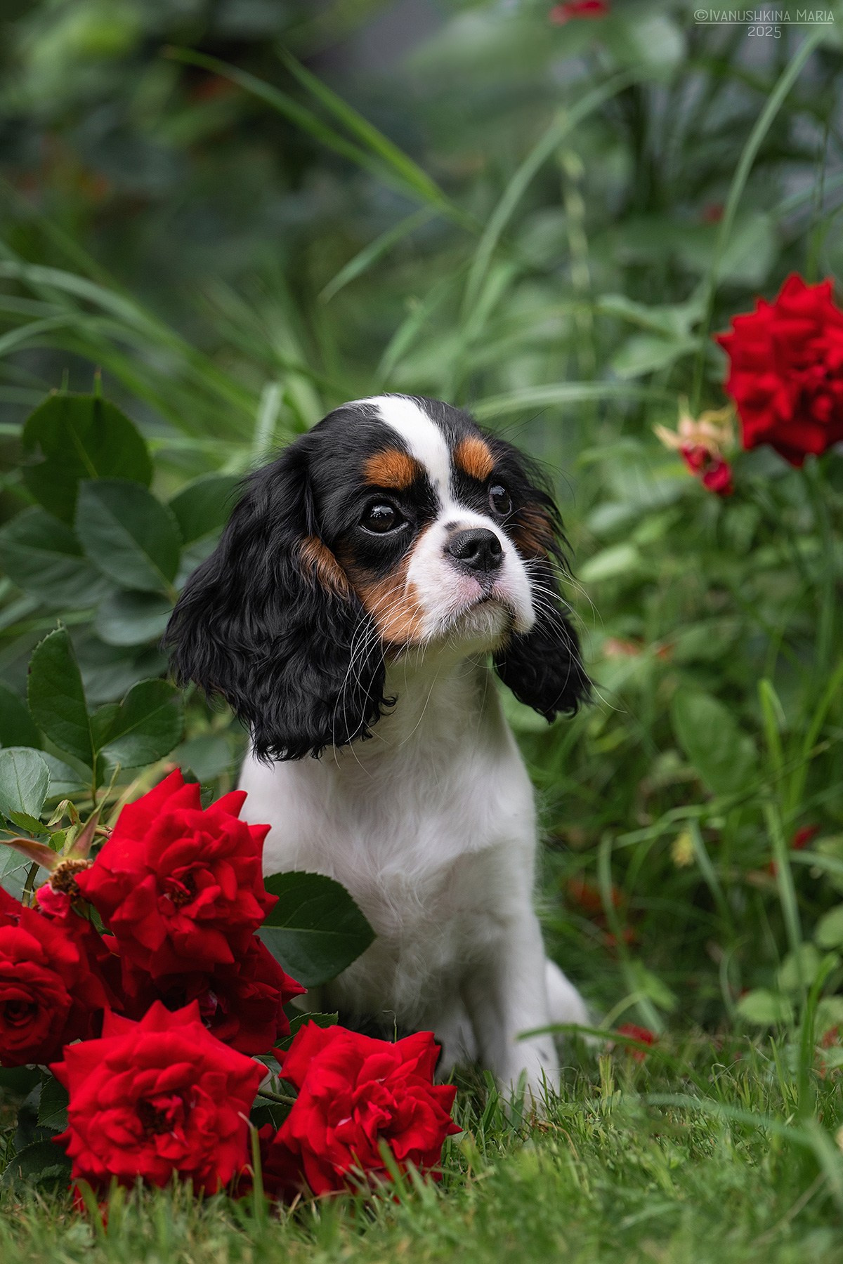 Фотосессия щенков на продажу. Фотограф собак в Москве и Московской области Иванушкина Мария