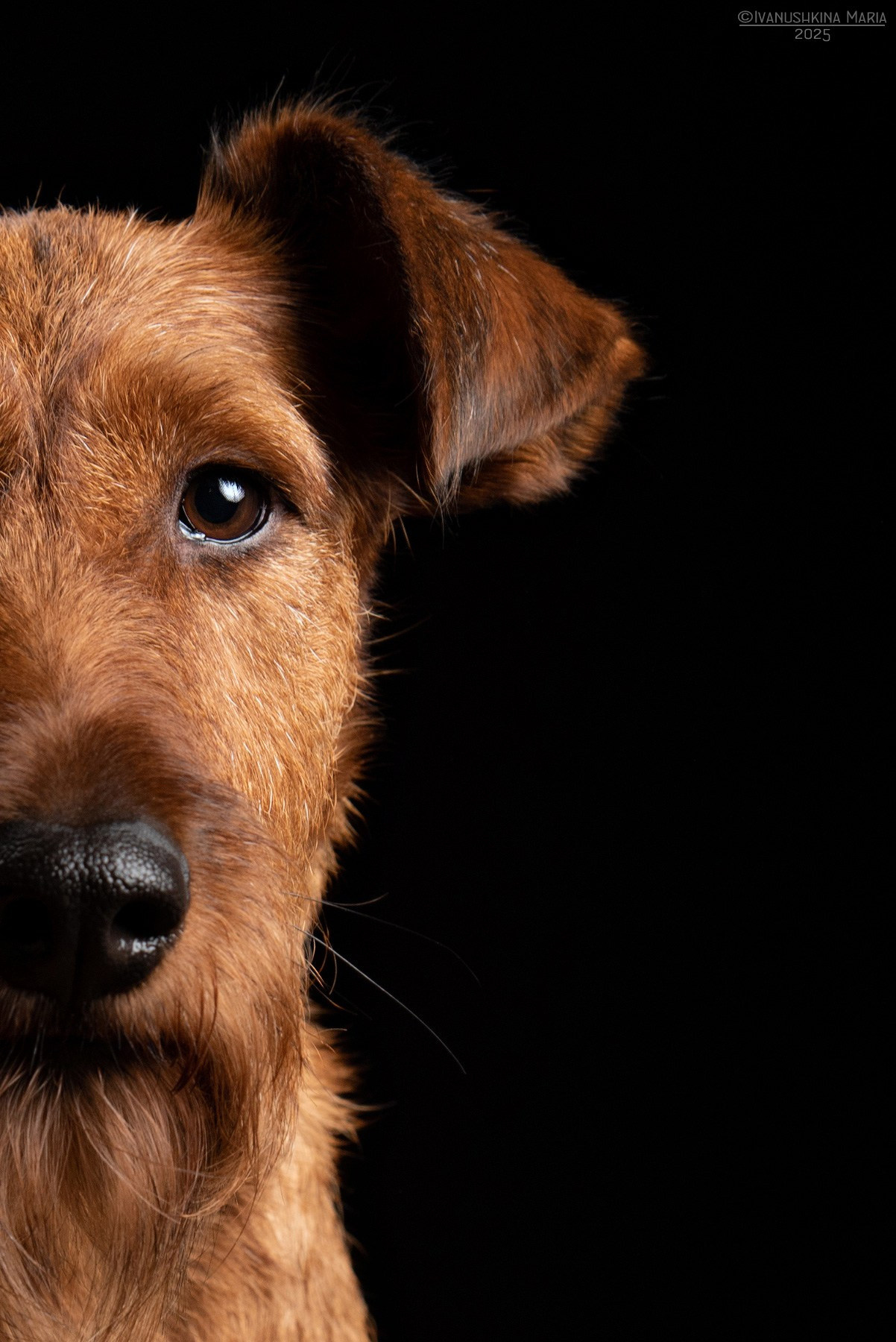 Фотосессия собаки в студии. Фотограф собак в Москве и Московской области Иванушкина Мария