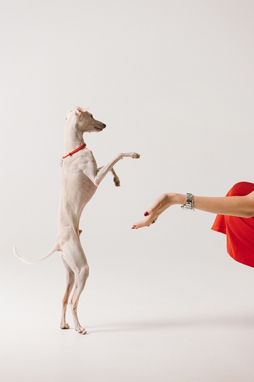 Празднуем дни Рождения. Профессиональный питомник левреток РКФ/FCI ASTI SAPPHIRE 💎 Сочи|Санкт-Петербург