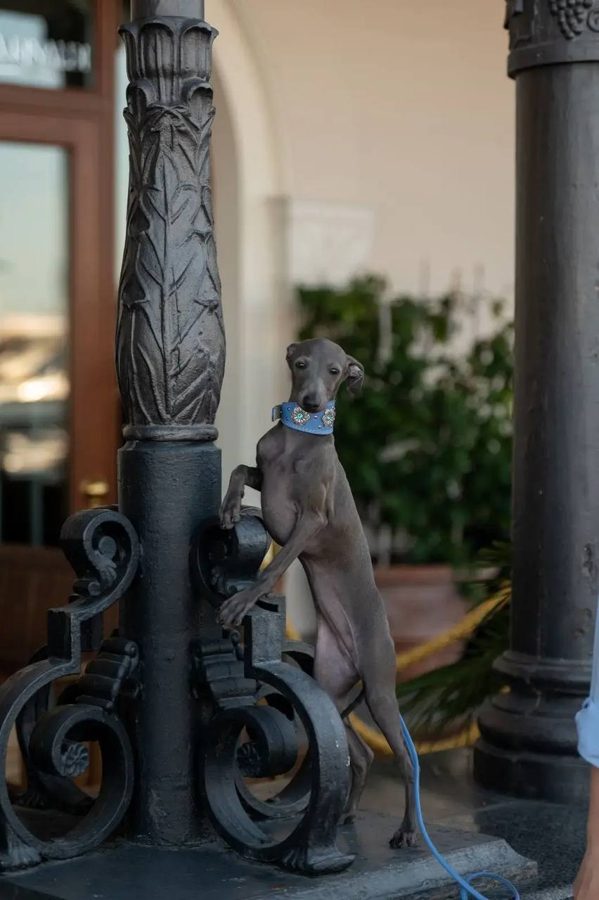 Asti Sapphire Eveline Fler-De-Lys. Профессиональный питомник левреток РКФ/FCI ASTI SAPPHIRE 💎 Сочи|Санкт-Петербург