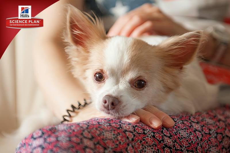 Фотосъёмка для компании Hill`s (2017, перенос со старого сайта). Фотограф собак, фотограф-анималист Аня Титова (Titanya). Москва