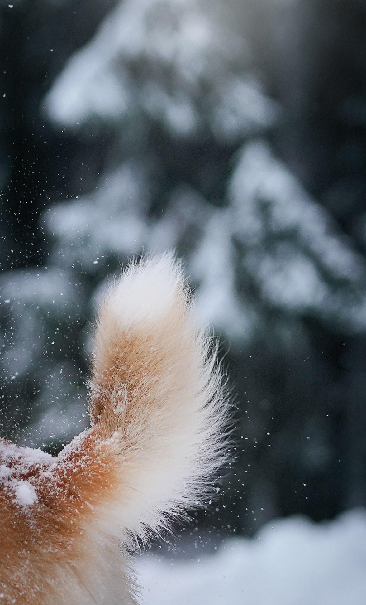 Катя Рокки и Честер. Фотограф-анималист в Санкт-Петербурге Яна Мартынова