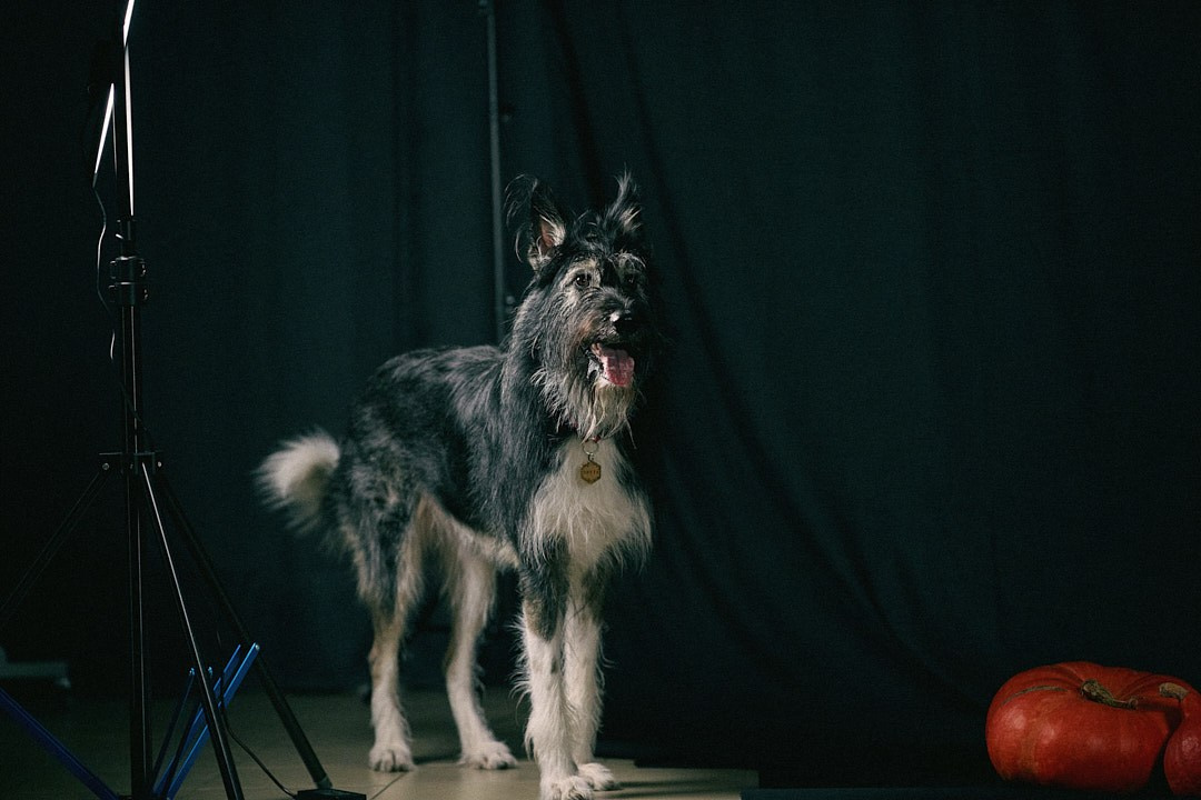 Студийная съемка Пихты. Фотограф-анималист Мартынова Анастасия