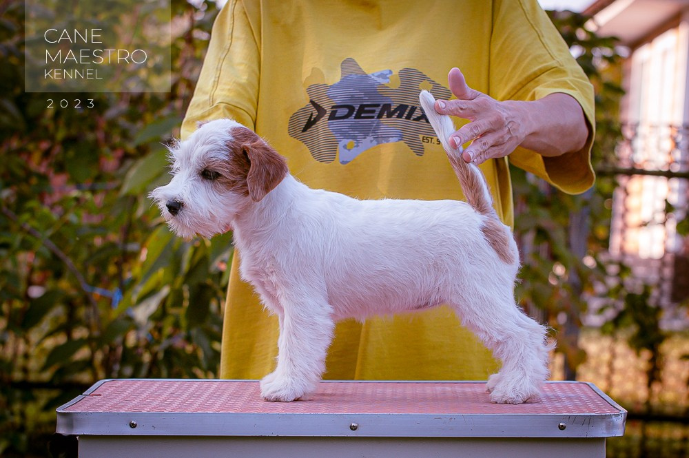 Щенок Джек-рассел-терьер. Девочка б/рыж. КАНЕ МАЭСТРО СЕРЕБРО. #4. КАНЕ МАЭСТРО — питомник Джек рассел терьеров