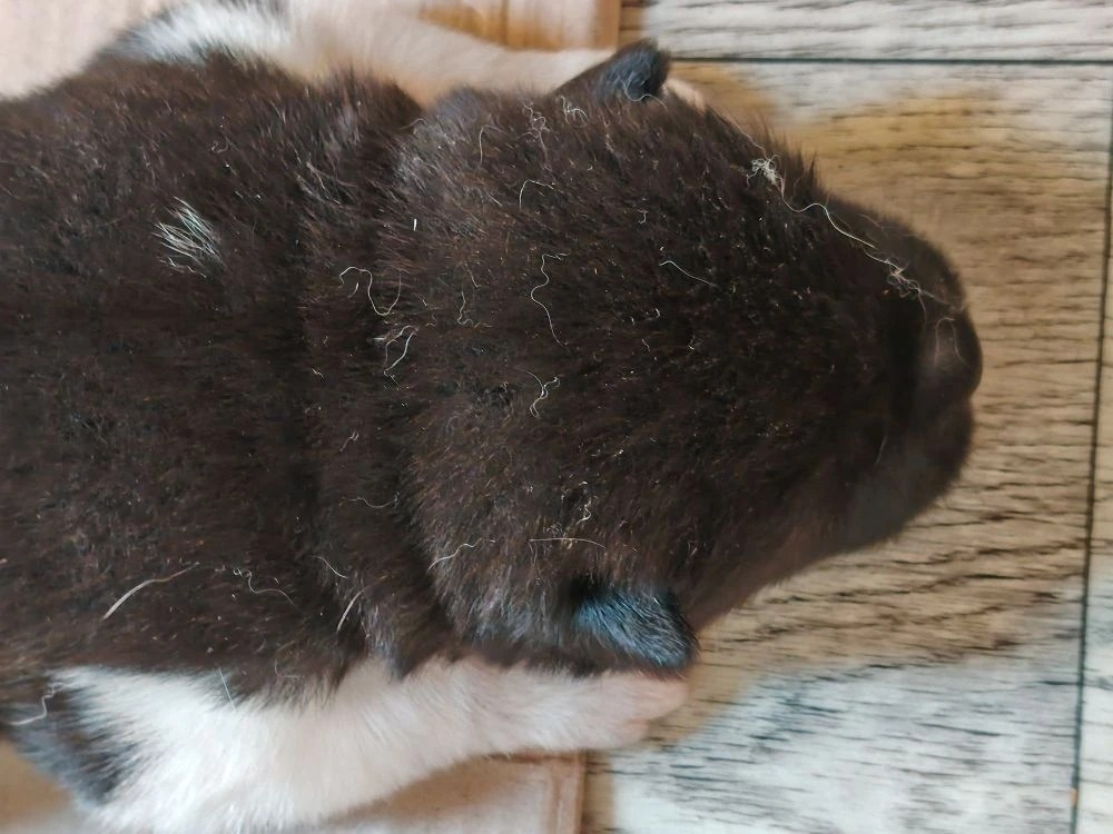 Rubylight Ul'yana. AMERICAN AKITA RUBYLIGHT KENNEL I SHIBA-INU