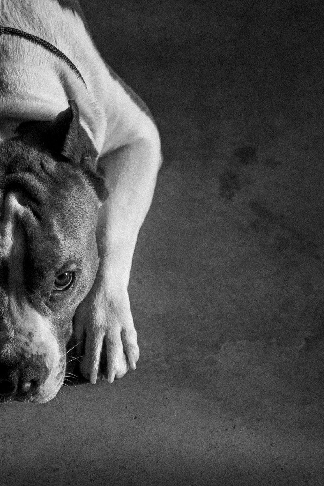 Саша и Кракен. Фотограф — Анималист | Санкт-Петербург