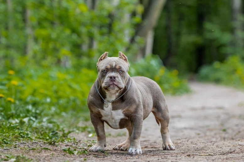 официальный питомник американский булли в Калининграде