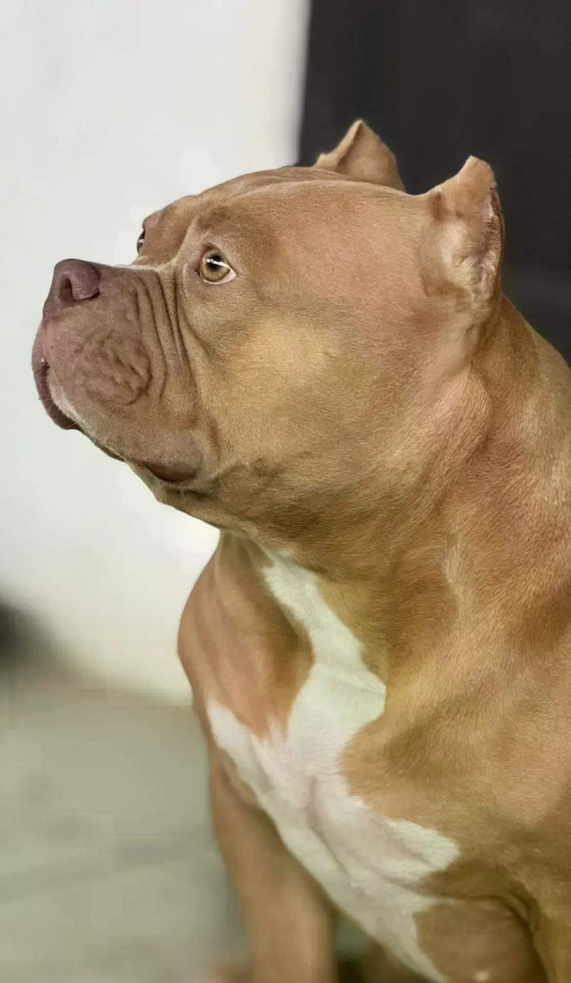 Булли покет сука Савана. ПИТОМНИК СОБАК ПОРОДЫ АМЕРИКАНСКИЙ БУЛЛИ