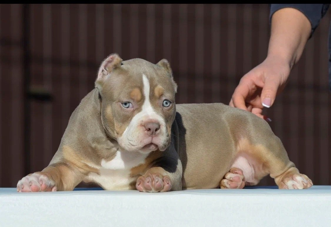 кобель на вязку American Bully в Красноярске 